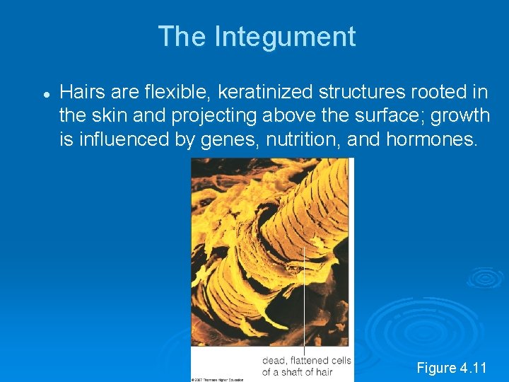 The Integument l Hairs are flexible, keratinized structures rooted in the skin and projecting