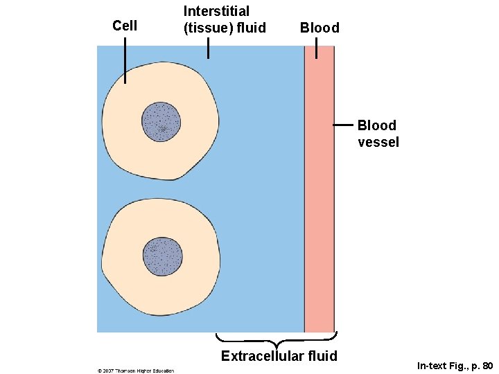 Cell Interstitial (tissue) fluid Blood vessel Extracellular fluid In-text Fig. , p. 80 