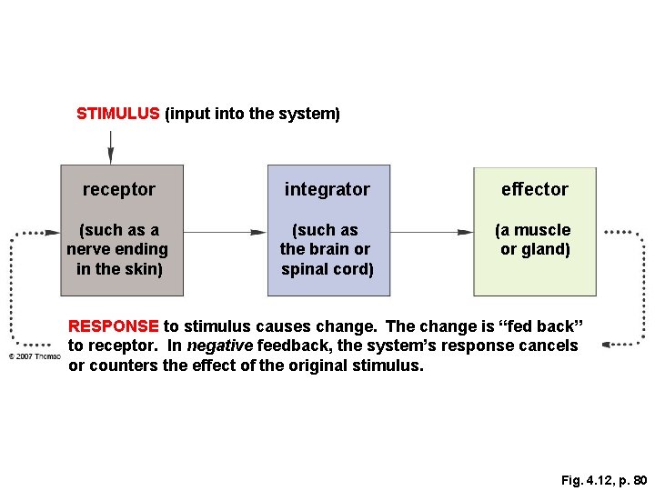 STIMULUS (input into the system) receptor integrator effector (such as a nerve ending in