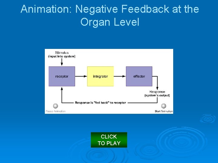 Animation: Negative Feedback at the Organ Level CLICK TO PLAY 