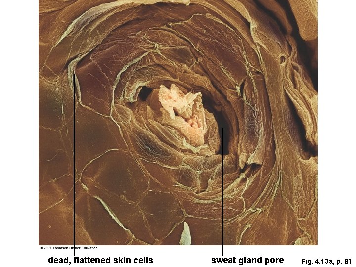 dead, flattened skin cells sweat gland pore Fig. 4. 13 a, p. 81 