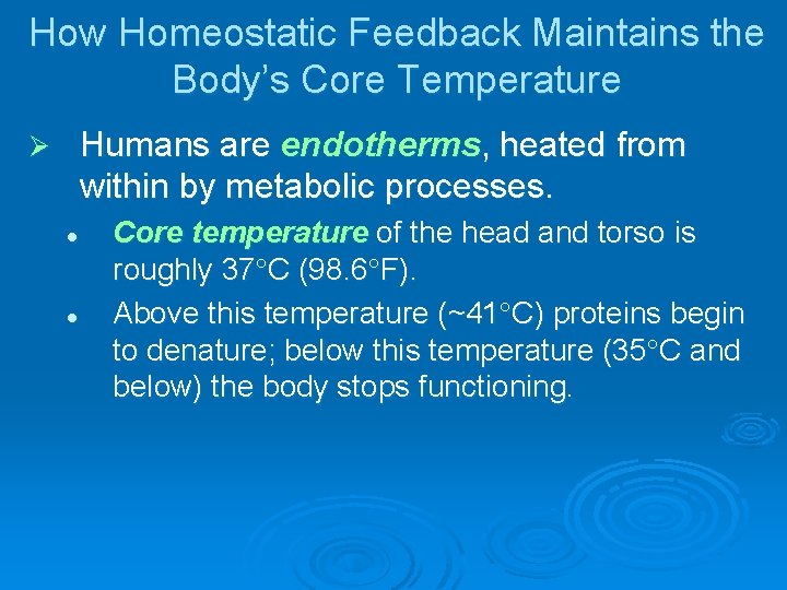 How Homeostatic Feedback Maintains the Body’s Core Temperature Humans are endotherms, heated from within