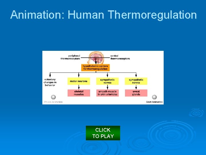 Animation: Human Thermoregulation CLICK TO PLAY 