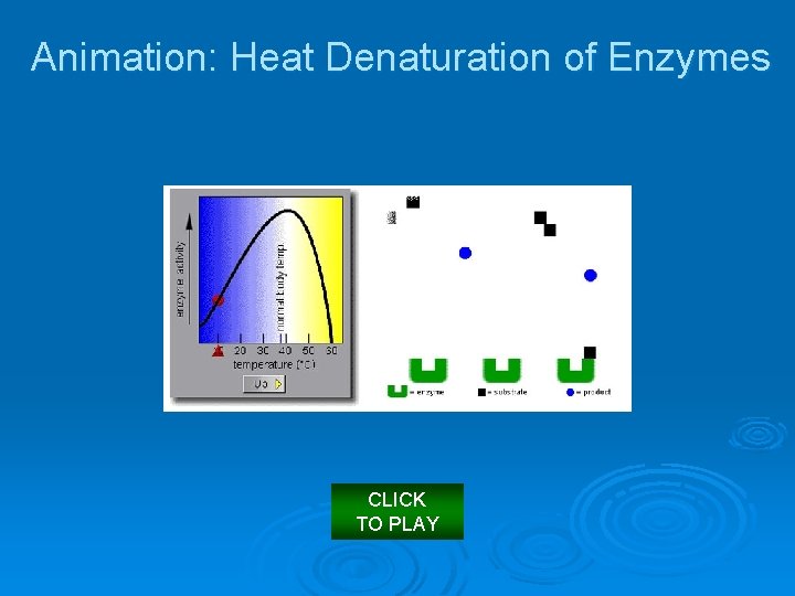 Animation: Heat Denaturation of Enzymes CLICK TO PLAY 
