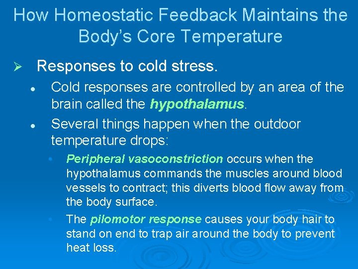 How Homeostatic Feedback Maintains the Body’s Core Temperature Responses to cold stress. Ø l