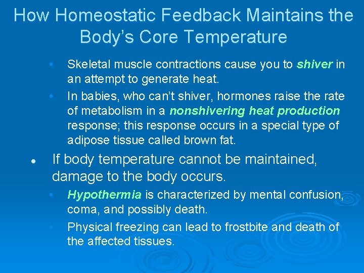 How Homeostatic Feedback Maintains the Body’s Core Temperature • • l Skeletal muscle contractions