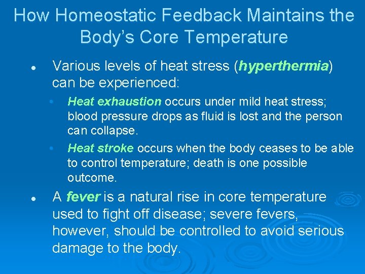 How Homeostatic Feedback Maintains the Body’s Core Temperature l Various levels of heat stress