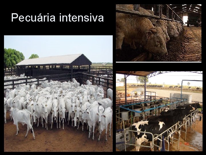 Pecuária intensiva Pecuária intensiva