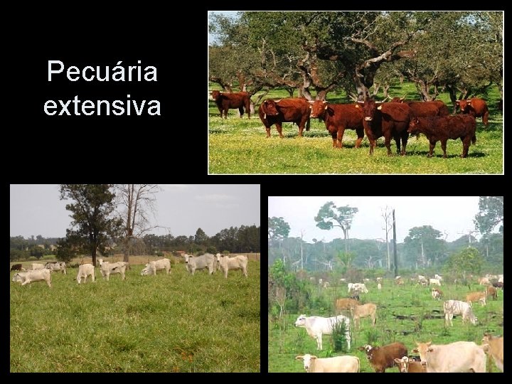 Pecuária extensiva Pecuária extensiva