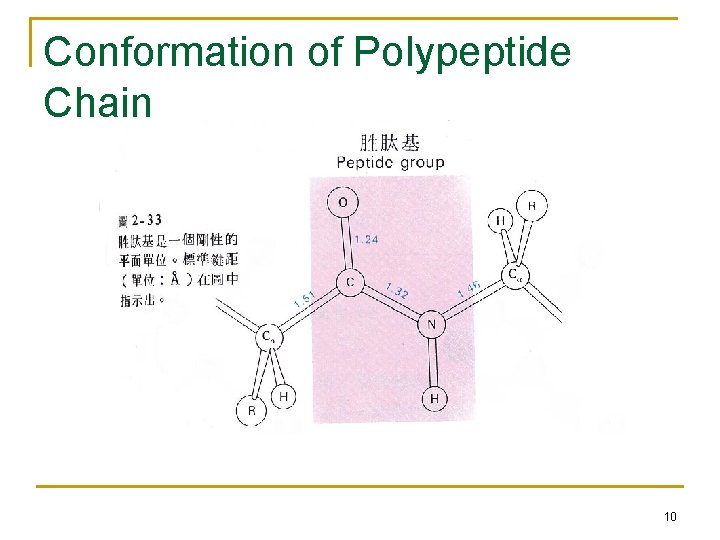 Conformation of Polypeptide Chain 10 