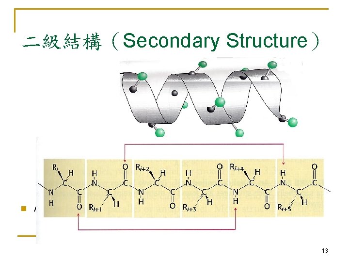 二級結構（Secondary Structure） n Alpha helix 13 