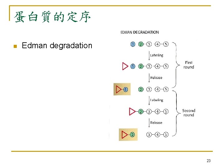 蛋白質的定序 n Edman degradation 23 