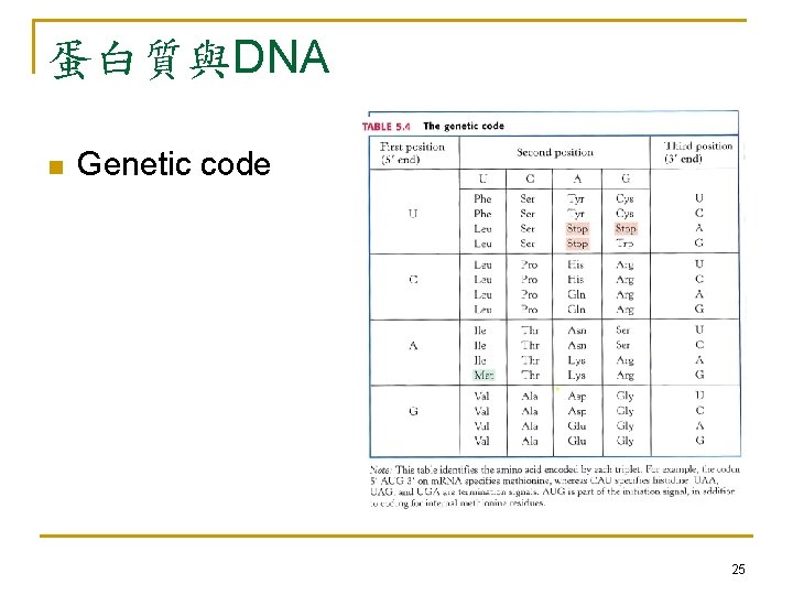 蛋白質與DNA n Genetic code 25 