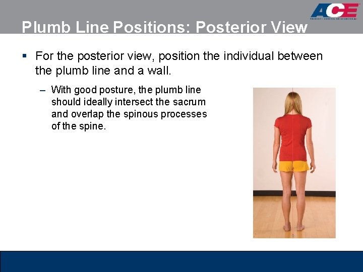 Plumb Line Positions: Posterior View § For the posterior view, position the individual between