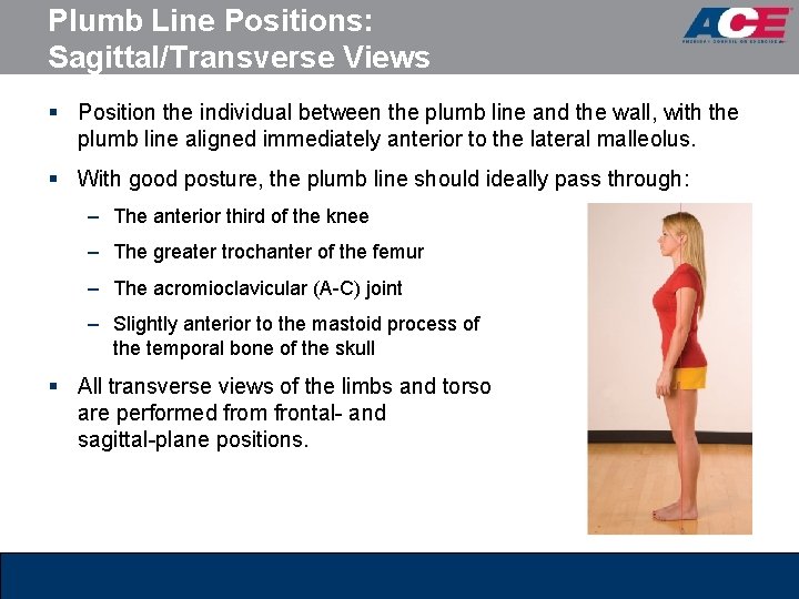 Plumb Line Positions: Sagittal/Transverse Views § Position the individual between the plumb line and