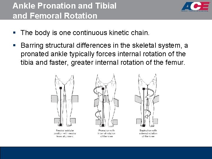 Ankle Pronation and Tibial and Femoral Rotation § The body is one continuous kinetic