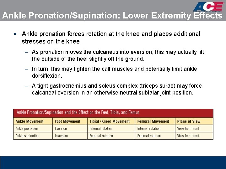 Ankle Pronation/Supination: Lower Extremity Effects § Ankle pronation forces rotation at the knee and