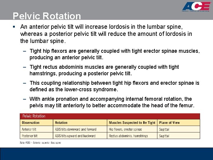 Pelvic Rotation § An anterior pelvic tilt will increase lordosis in the lumbar spine,