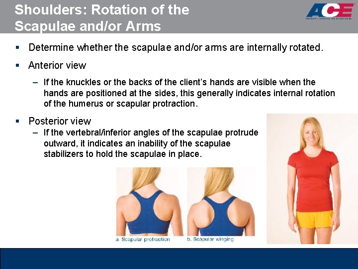 Shoulders: Rotation of the Scapulae and/or Arms § Determine whether the scapulae and/or arms