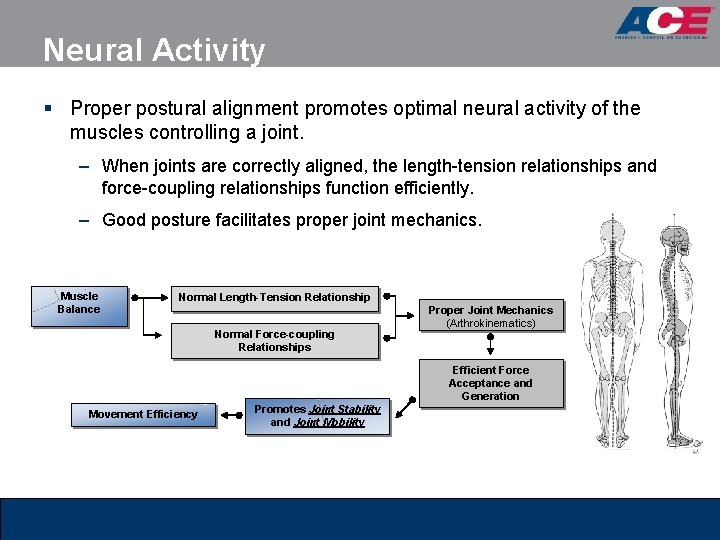 Neural Activity § Proper postural alignment promotes optimal neural activity of the muscles controlling