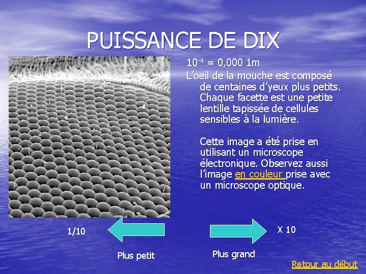 PUISSANCE DE DIX 10 -4 = 0, 000 1 m L’oeil de la mouche