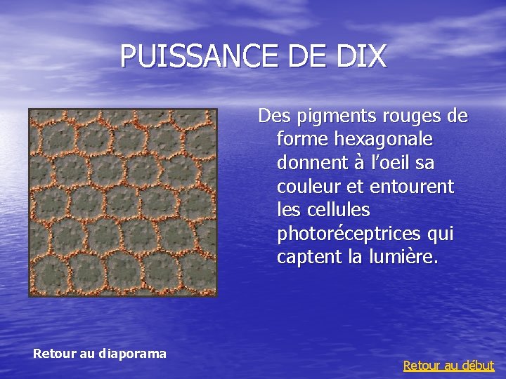 PUISSANCE DE DIX Des pigments rouges de forme hexagonale donnent à l’oeil sa couleur