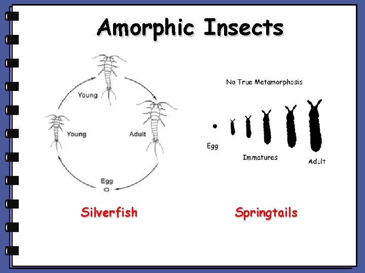 Amorphic Insects Silverfish Springtails Amorphic Insects Silverfish Springtails