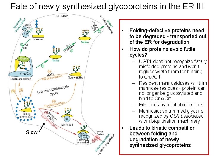 Fate of newly synthesized glycoproteins in the ER III • • Folding-defective proteins need