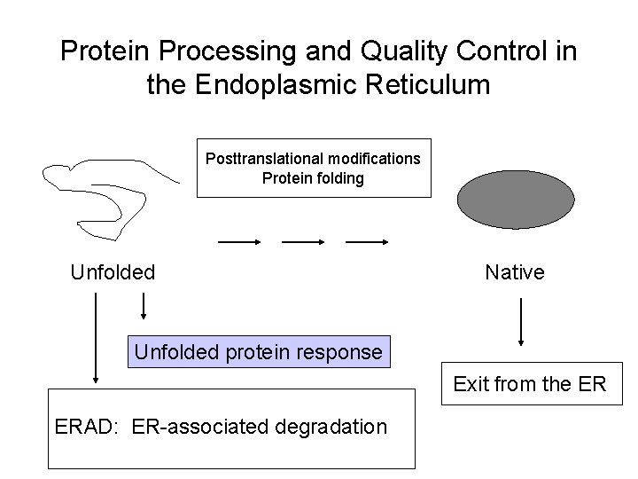 Protein Processing and Quality Control in the Endoplasmic Reticulum Posttranslational modifications Protein folding Unfolded