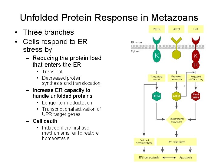 Unfolded Protein Response in Metazoans • Three branches • Cells respond to ER stress