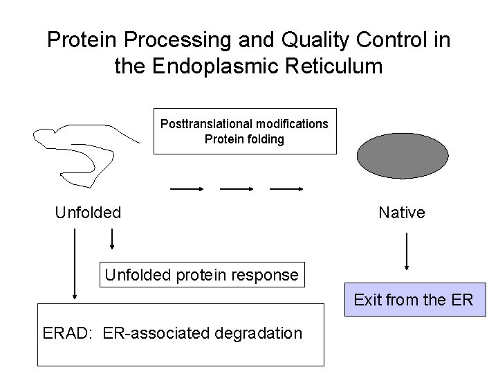 Protein Processing and Quality Control in the Endoplasmic Reticulum Posttranslational modifications Protein folding Unfolded