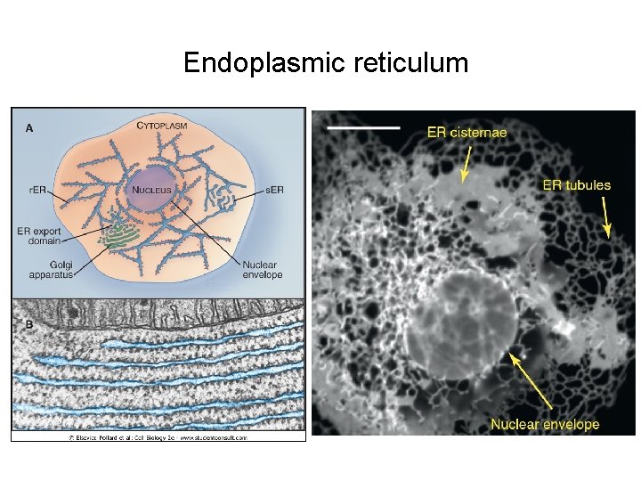 Endoplasmic reticulum 