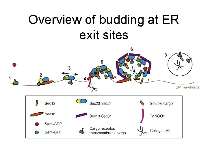 Overview of budding at ER exit sites 
