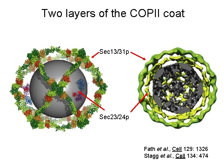 Two layers of the COPII coat Sec 13/31 p Sec 23/24 p Fath et