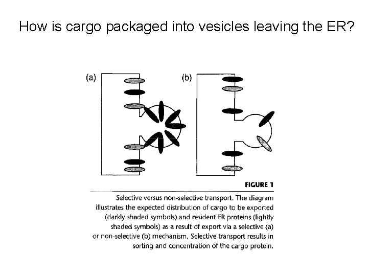 How is cargo packaged into vesicles leaving the ER? 