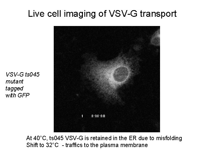 Live cell imaging of VSV-G transport VSV-G ts 045 mutant tagged with GFP At
