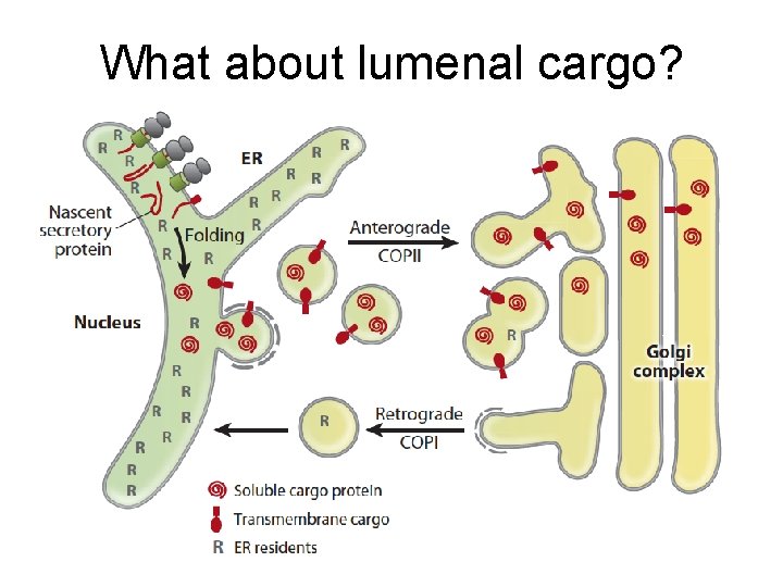 What about lumenal cargo? 