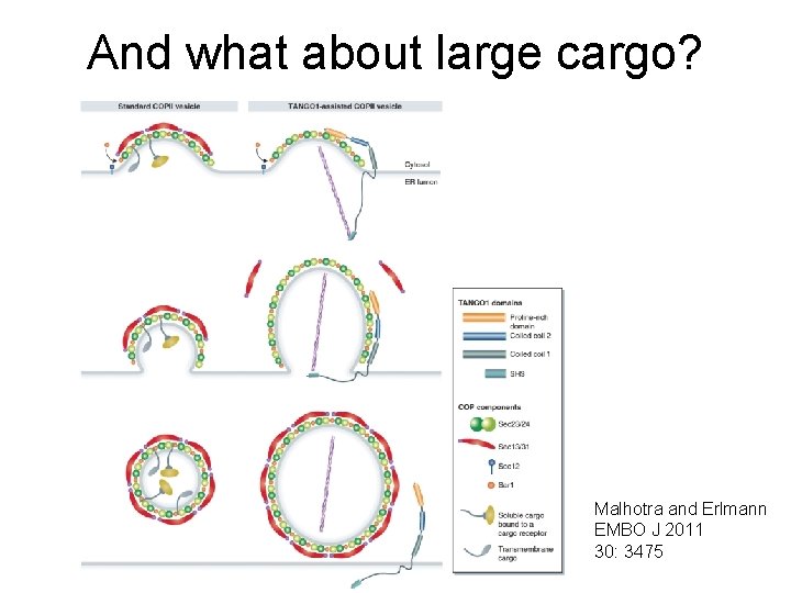 And what about large cargo? Malhotra and Erlmann EMBO J 2011 30: 3475 