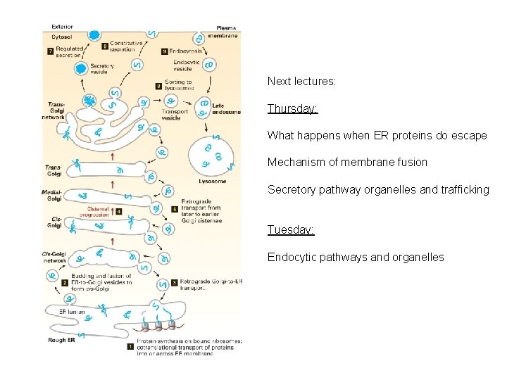 Next lectures: Thursday: What happens when ER proteins do escape Mechanism of membrane fusion