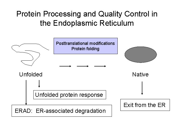 Protein Processing and Quality Control in the Endoplasmic Reticulum Posttranslational modifications Protein folding Unfolded