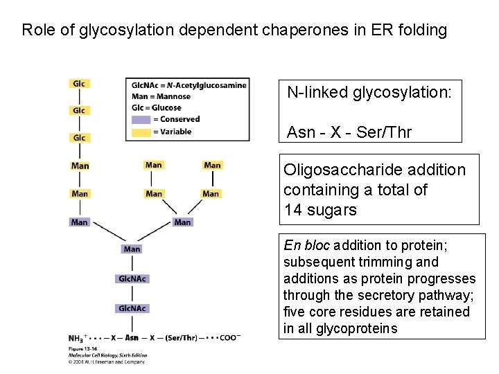 Role of glycosylation dependent chaperones in ER folding N-linked glycosylation: Asn - X -