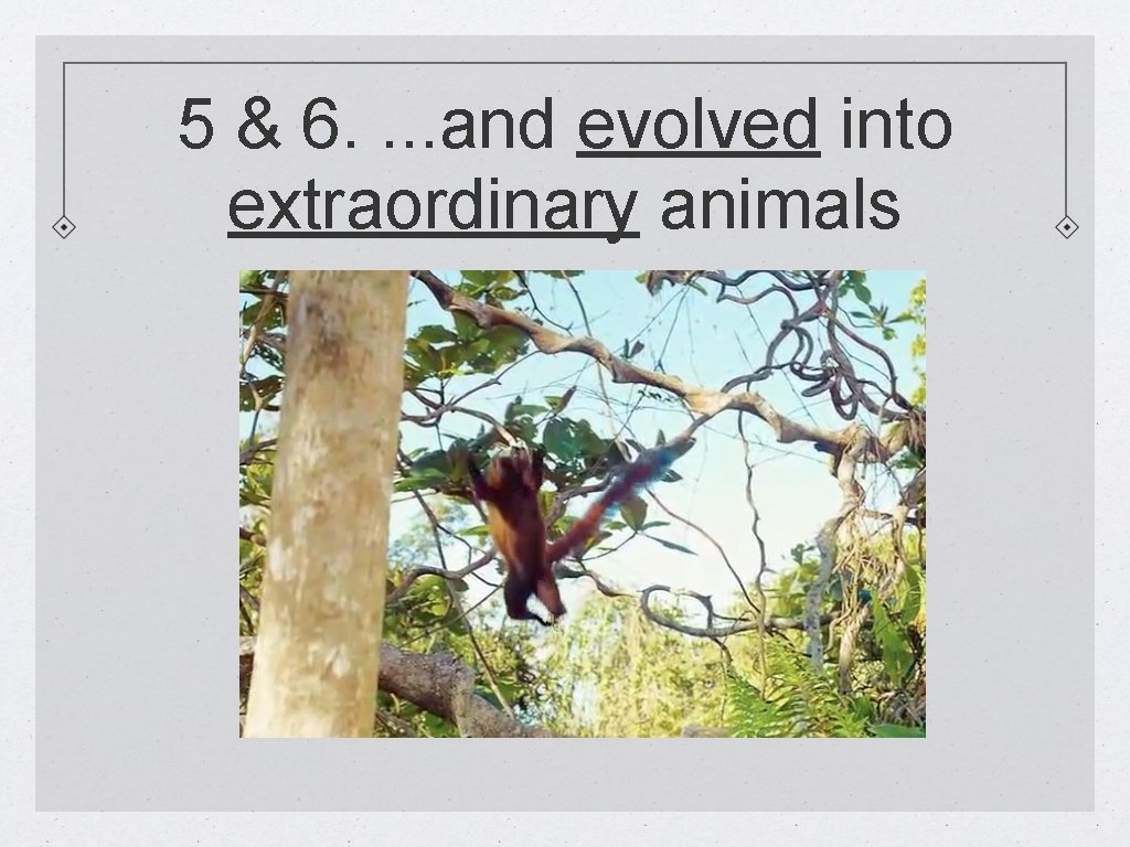 5 & 6. . and evolved into extraordinary animals 