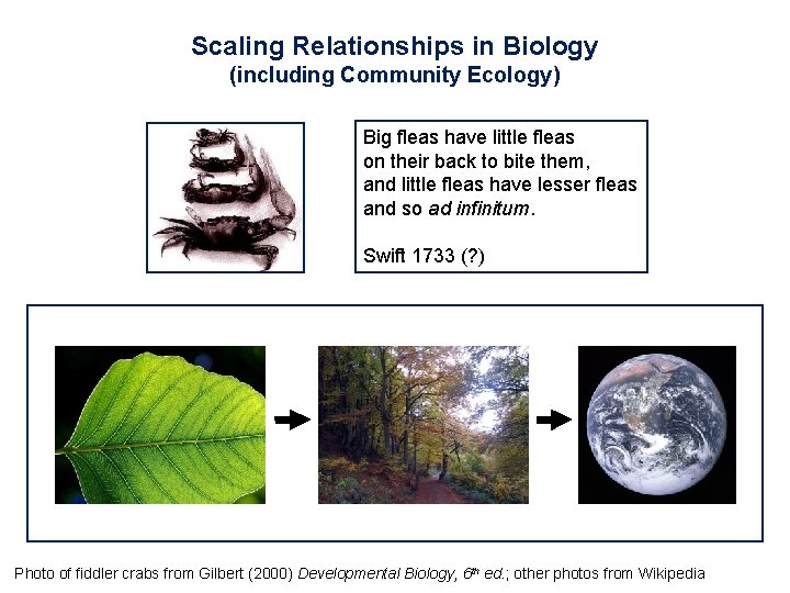 Scaling Relationships in Biology (including Community Ecology) Big fleas have little fleas on their