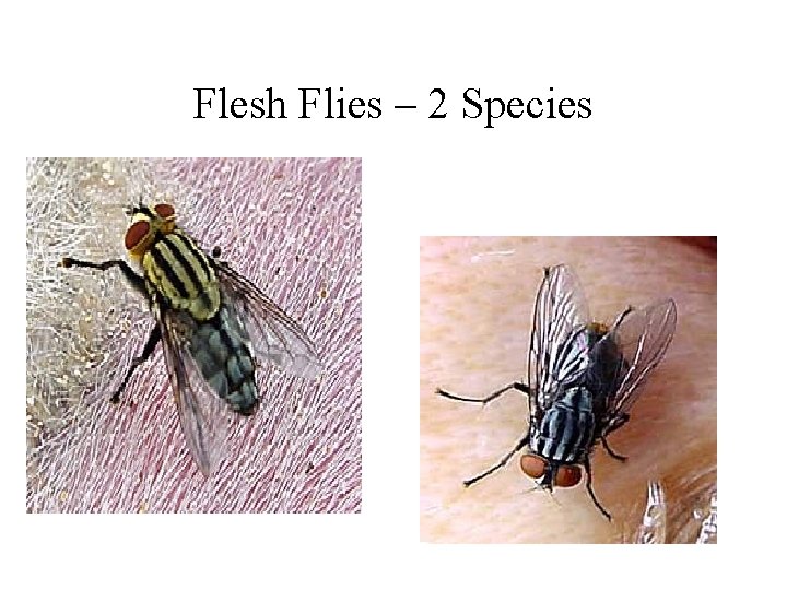 Flesh Flies – 2 Species 