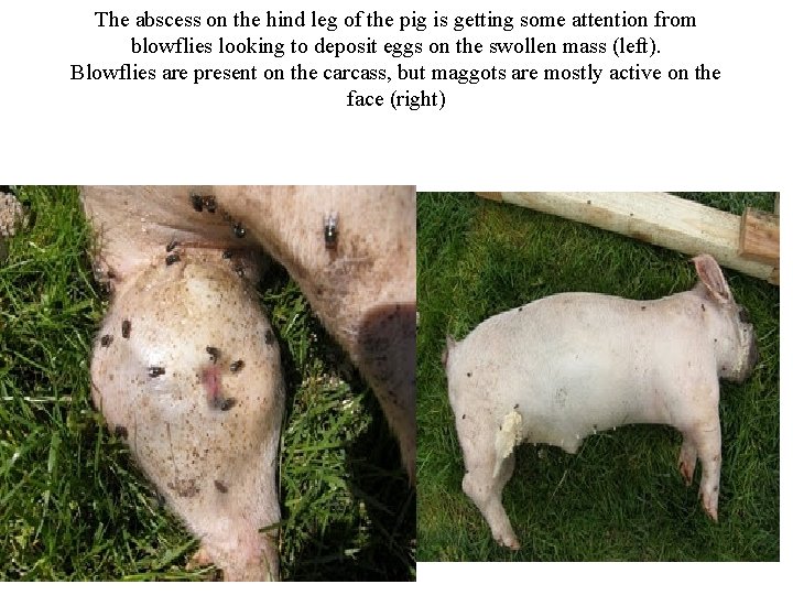 The abscess on the hind leg of the pig is getting some attention from