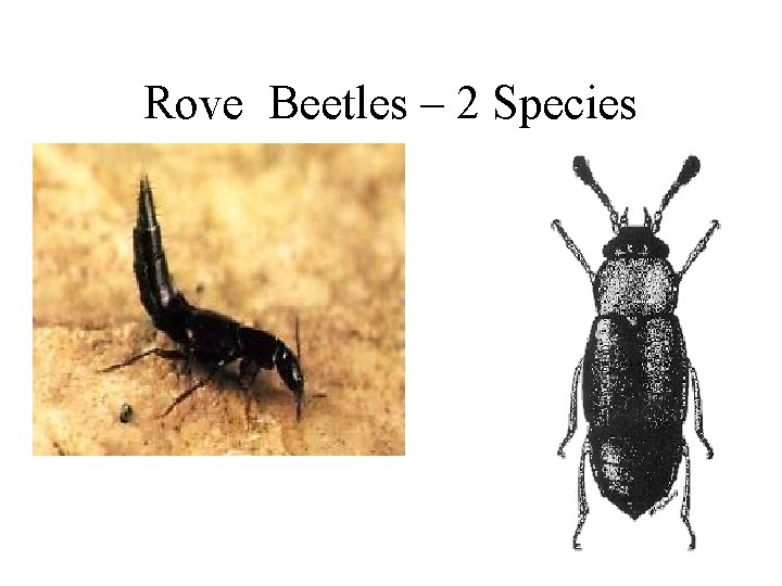 Rove Beetles – 2 Species 