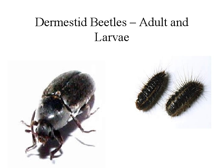 Dermestid Beetles – Adult and Larvae 