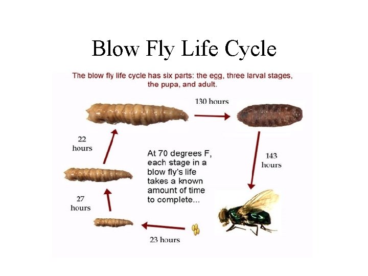 Blow Fly Life Cycle 