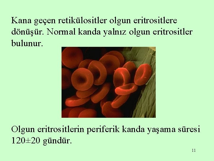Kana geçen retikülositler olgun eritrositlere dönüşür. Normal kanda yalnız olgun eritrositler bulunur. Olgun eritrositlerin