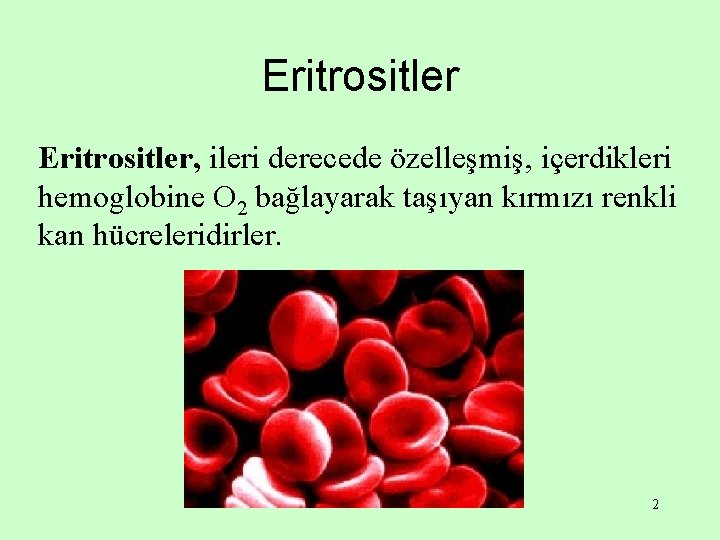 Eritrositler, ileri derecede özelleşmiş, içerdikleri hemoglobine O 2 bağlayarak taşıyan kırmızı renkli kan hücreleridirler.